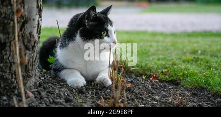old black and white cat lying in flowerbed Stock Photo