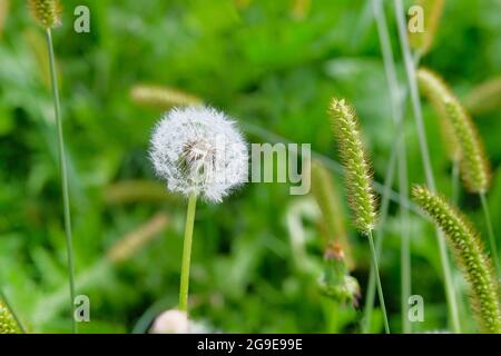 Blowball on green juicy grass in blurred background. Bright green grass and dandelion in spring. Stock Photo
