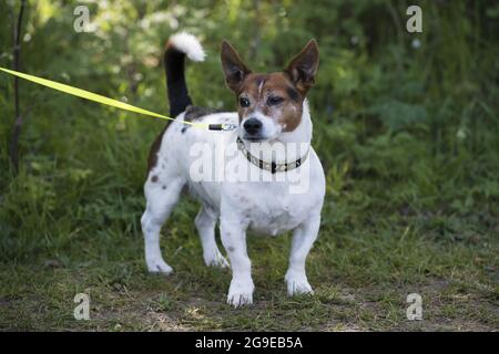 File photo dated 11/05/21 of a Jack Russell. Police figures released to the Kennel Club through freedom of information requests suggests there were 193 suspected dog thefts in 2020. Issue date: Monday July 26, 2021. Stock Photo