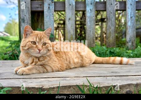 a red-haired cat is lying on a wooden bridge Stock Photo