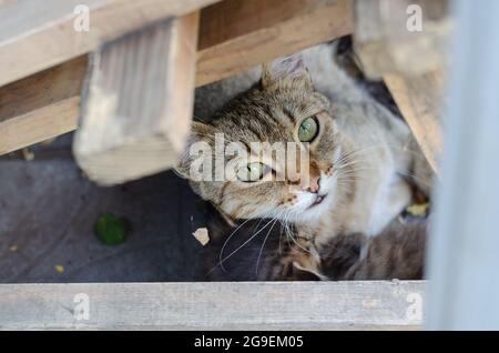 A homeless cat looks into the camera among the wooden boards. Two kittens snuggle up to the cat. Pets. Close-up. Selective focus. Stock Photo