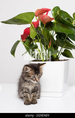 Cute fluffy striped gray kitten sits near the houseplant flower Anthurium. Vertical photo. Pet and flowers in pots. Stock Photo