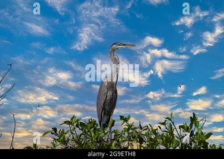 Big bird standing on the top of a tree. Stock Photo