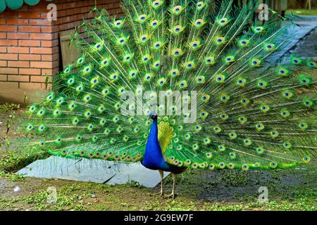Close up of peacock showing its feathers. Beautiful peacock. male peacock displaying his tail feathers. Spread tail-feathers of peacock are dating. Stock Photo