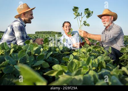 Female insurance sales rep touching root of soy plant smiilng. Two male farmers crouching in soy field explaining showing seedling to agronomist. Stock Photo