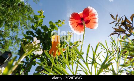 Wildflower Patch with colourful flowers in Garden taken on a sunny day taken from below showing blue sky Stock Photo