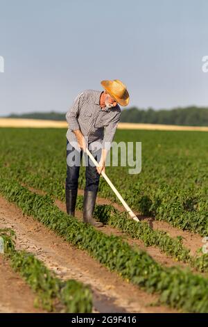 Senior farmer working outdoors in sunshine. Man wearing straw hat using gardening tools weeding hoe in pepper field. Stock Photo