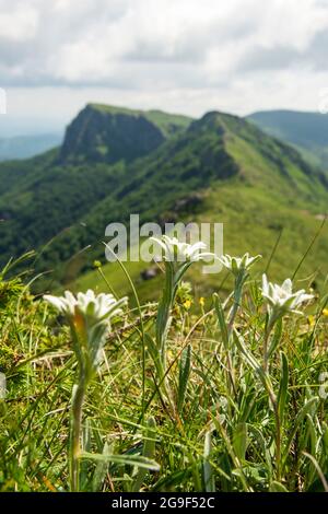 Leontopodium alpinum subsp. nivalis edelweiss protected flower species at Kozya Stena UNESCO Biosphere Reserve, Central Balkan, Bulgaria, Europe Stock Photo