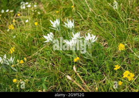 Leontopodium alpinum subsp. nivalis edelweiss protected flower species at Kozya Stena UNESCO Biosphere Reserve, Central Balkan, Bulgaria, Europe Stock Photo