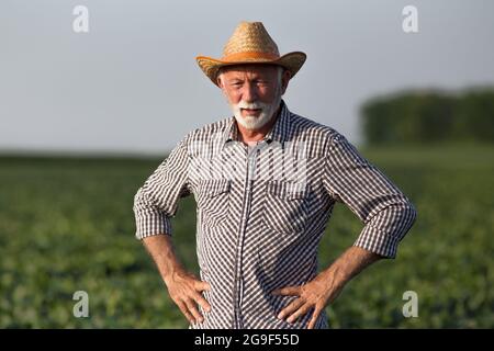 Mature farmer monitoring crops standing in soy field. Elderly agronomist with hands on hips wearing straw hat and plaid shirt looking at crops. Stock Photo