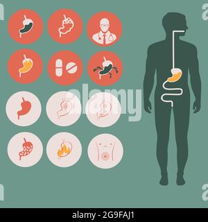 human stomach anatomy, vector digestive system, health illustration Stock Vector