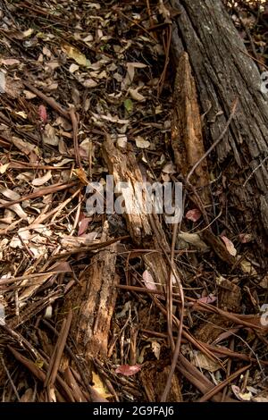 Organic debris on forest floor in Australian lowland subtropical rainforest in Queensland. Bark, wood, leaves, form thick ground covering. Stock Photo