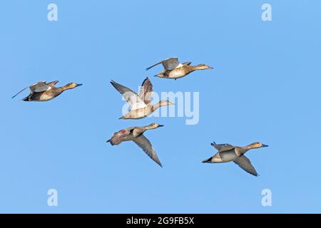 Common Gadwall (Mareca strepera). Small flock in flight. Germany . Stock Photo