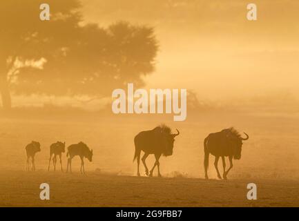 Blue Wildebeest (Connochaetes taurinus) roaming with calves in the early morning. Behind camelthorn trees (Acacia erioloba). Kalahari Desert, Kgalagadi Transfrontier Park, South Africa. Stock Photo