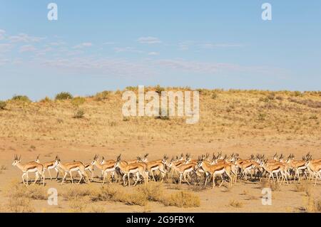 Springbok (Antidorcas marsupialis). Roaming herd in the dry Nossob riverbed. Kalahari Desert, Kgalagadi Transfrontier Park, South Africa. Stock Photo