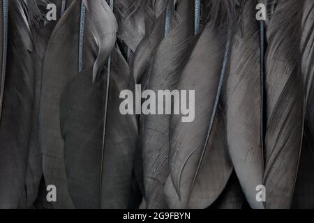Black bird feathers texture background Stock Photo
