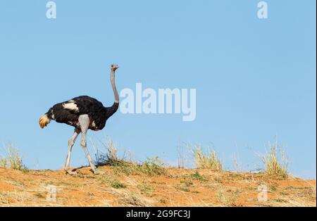 Common Ostrich (Struthio camelus). Male walking on the ridge of a grass-grown sand dune. Kalahari Desert, Kgalagadi Transfrontier Park, South Africa. Stock Photo