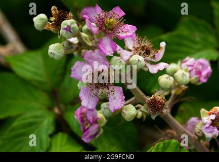 The spring flowers of the Bramble vary from white to a delicate pink. The many stamens attract bees to help pollination and the development of fruit Stock Photo