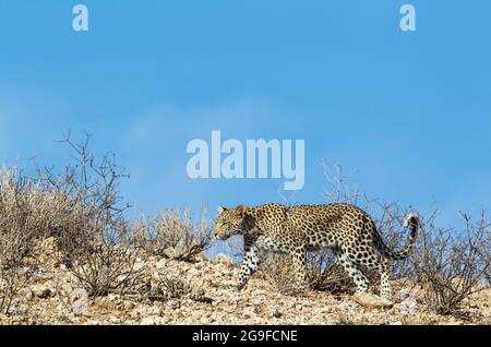 African Leopard (Panthera pardus). Young female walking along a rocky ridge. Kalahari Desert, Kgalagadi Transfrontier Park, South Africa. Stock Photo