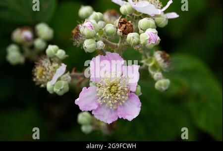 The spring flowers of the Bramble vary from white to a delicate pink. The many stamens attract bees to help pollination and the development of fruit Stock Photo