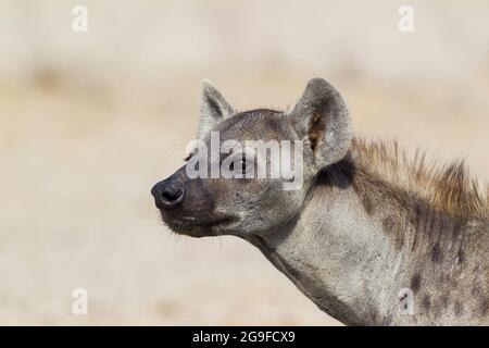 Spotted Hyaena (Crocuta crocuta), portrait of adult. Kalahari Desert, Kgalagadi Transfrontier Park, South Africa. Stock Photo