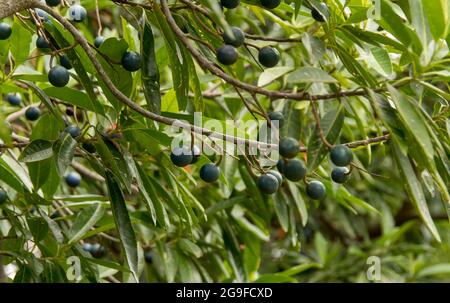 Several Blue quandong fruit, (Elaeocarpus angustifolius) ripening on the tree, subtropical rainforest, Queensland, Australia. Stock Photo