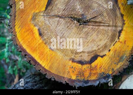 detail of a cut tree trunk orange brown wood forestry material Stock Photo