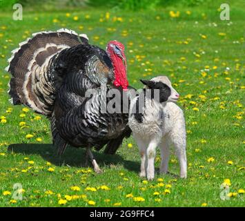 Domestic Turkey. Male displaying next to Jacob Sheep lamb. Germany Stock Photo