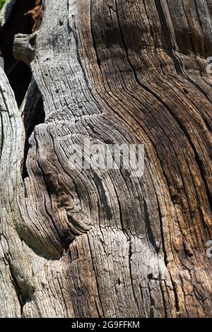 natural wood structure of an old oak tree in the forest rough dry texture Stock Photo
