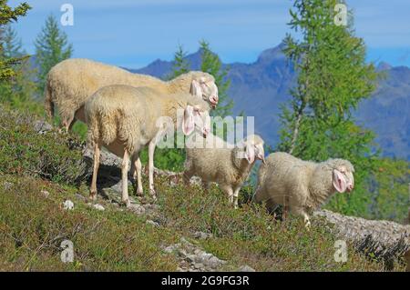 Tyrolean mountain sheep in the Lienz Dolomites. In the background the Schober group in the Hohe Tauern National Park. Tyrol, Austria Stock Photo