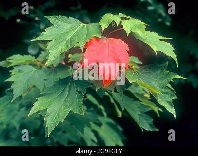 Norway Maple (Acer platanoides). A single red leaf hangs on the tree among leaves that are still green. Germany Stock Photo