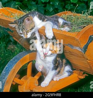 Domestic cat. Two adult cats in a playful mood on a wheelbarrow. The upper one invites the one below to play. Germany Stock Photo