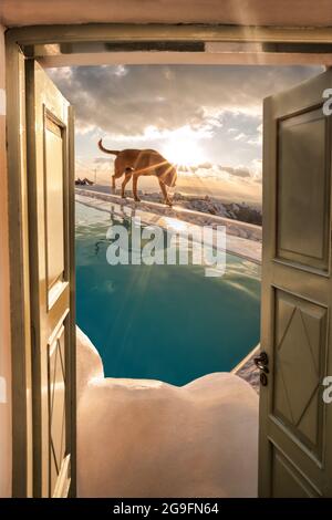 Dog on the wall, Santorini island in Greece Stock Photo