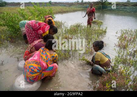 Women  plant mangrove saplings in the riverside in the Sundarbans. (Photo by Sudip Maiti/Pacific Press/Sipa USA) Stock Photo
