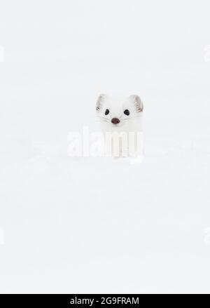Ermine, Stoat (Mustela erminea). Adult in wintry livery in snow. Switzerland Stock Photo