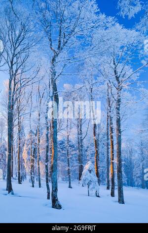 Snow-covered mixed forest with beech and spruce trees in the last evening light, Switzerland Stock Photo