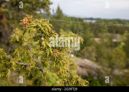 Juniper branch with unripe berries. Nature on the shores of Lake Ladoga. Stock Photo