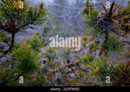Dew drops on a spider web hanging from a pines. Nature on the shores of lake Stock Photo