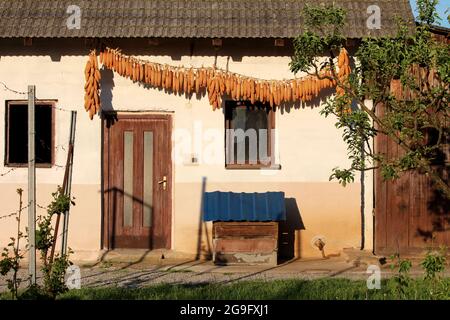 Rows of hanging corn cobs left to dry in the open air on warm spring sun above entrance doors to rural small old rustic vintage family house Stock Photo