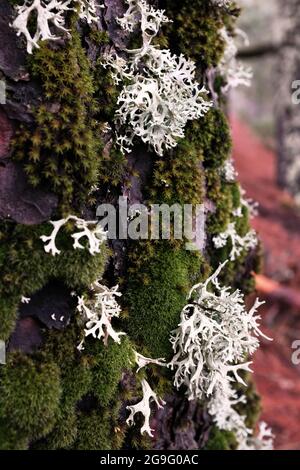 Moss in a tree woods, in a dense and humid day Stock Photo