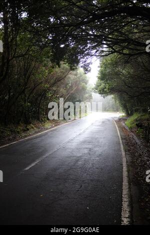 Road goes into the light between a dense forest in Tenerife Stock Photo