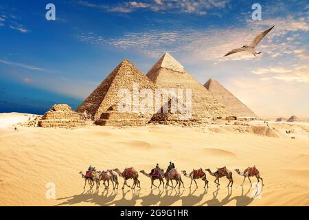 A seagull flies by the camel caravan with bedouins near the Pyramids of Egypt in the desert of Giza Stock Photo