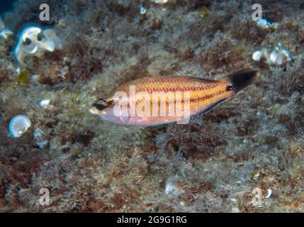 An East Atlantic Peacock Wrasse (Symphodus tinca) in the Mediterranean Sea Stock Photo