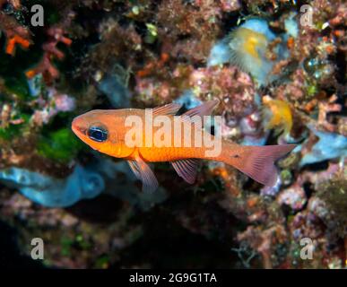 A Mediterranean Cardinalfish (Apogon imberbis) in the Mediterranean Sea Stock Photo