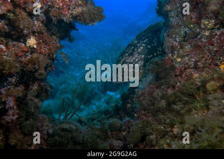 A large Dusky Grouper (Epinephelus marginatus) in the Mediterranean Sea Stock Photo