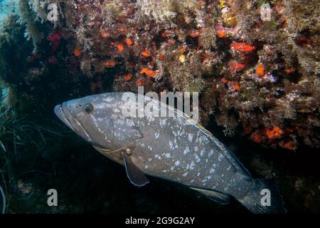 A large Dusky Grouper (Epinephelus marginatus) in the Mediterranean Sea Stock Photo