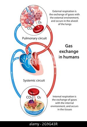 Gas Exchange. External And Internal Respiration. External Respiration 