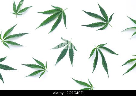 Green hemp, cannabis or marijuana leaves isolated on white background top view Stock Photo