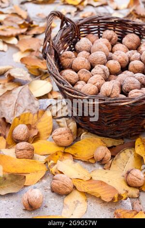 Autumn harvest. Unpeeled walnuts in a wicker basket in garden on background of fallen yellow leaves Stock Photo