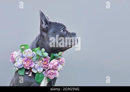 French Bulldog dog with long healthy nose wearing pink flower collar on gray background with copy space Stock Photo